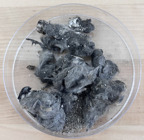 Picture of the owl pellet on a petri dish