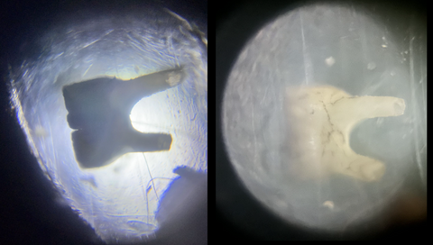 Picture of a tooth from the owl pellet dissection viewed under the Foldscope 2.0 at 50X magnification (Brightfield - left; Dark field - right)