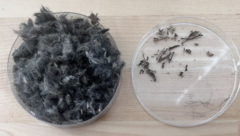 Picture of dissected owl pellet fur (left) and bones & whiskers (right)