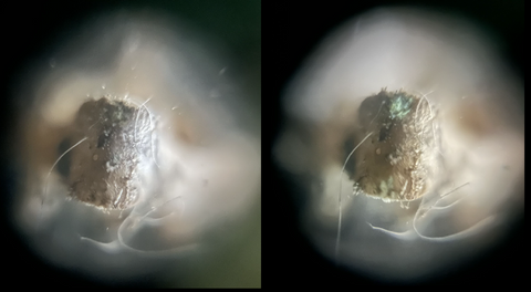 Picture of vertebrae found in the owl pellet viewed under the Foldscope 2.0 at 50X magnification using the reflective lighting technique