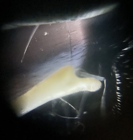 Picture of a bone viewed under a Foldscope at 140X magnification using the reflective lighting technique