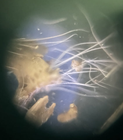 Picture of bones and fur viewed under a Foldscope at 50X magnification using dark field lighting