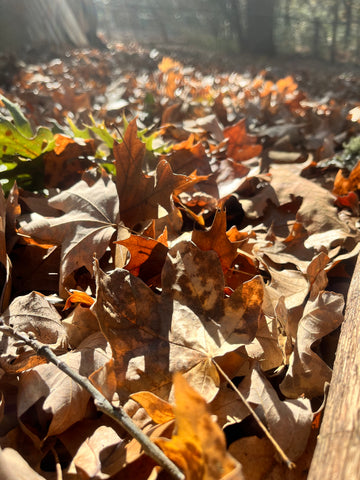 Picture of autumn leaves covering the ground