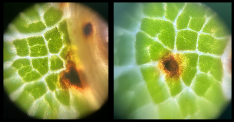 Picture of green oak leaves viewed under a Foldscope Mini at 140X magnification