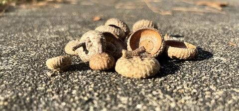 Picture of acorn caps gathered on the ground