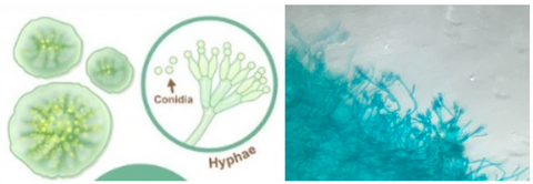 Close up of the Penicillium Mold MicroRealms Explorer Card illustrations (left) and the Penicillium mold viewed under a Foldscope 2.0 at 140X magnification with 5X zoom on phone (right)