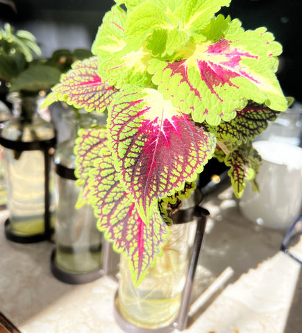 Picture of the Coleus scutellarioides plant sitting on the windowsill