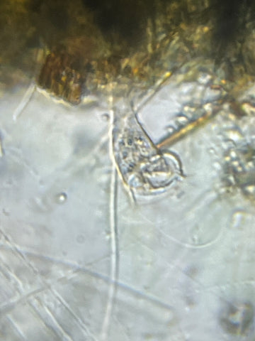 Picture of a stentor viewed under a Foldscope 2.0 at 140X magnification plus 5X zoom on phone