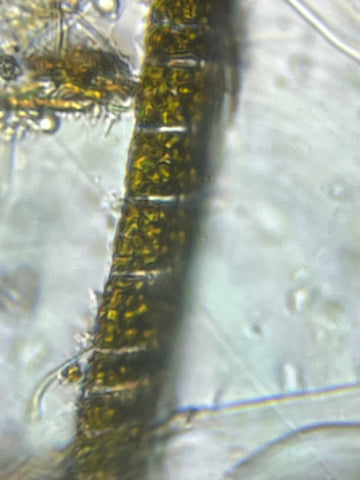 Picture of algae viewed under a Foldscope 2.0 at 140X magnification plus 5X zoom on phone