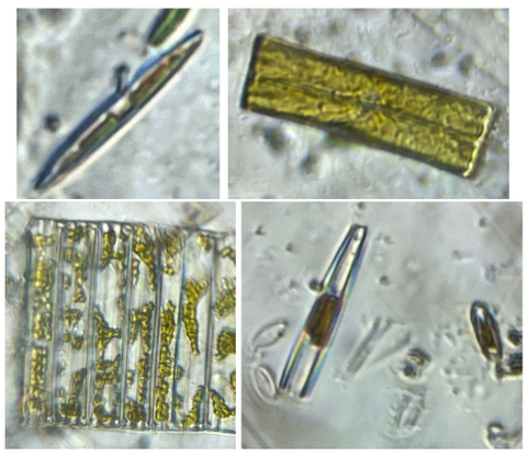 Picture of diatoms viewed under a Foldscope 2.0 at 140X magnification plus 5X zoom on phone