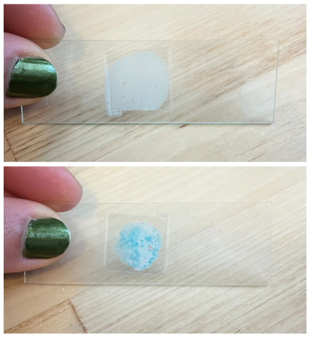 Picture of the glass slides with white icing (top) and blue icing (bottom)