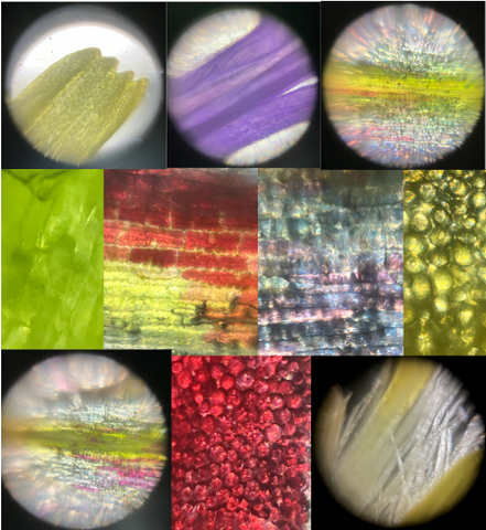 Pictures of various flower petals viewed under a Foldscope 2.0