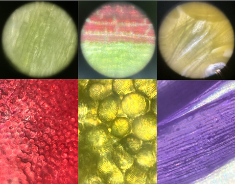 Pictures of different shapes seen in flower petals viewed under a Foldscope 2.0