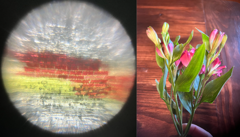 Picture of flower petal cells viewed under a Foldscope 2.0 at 140X magnification and the flowers they came from