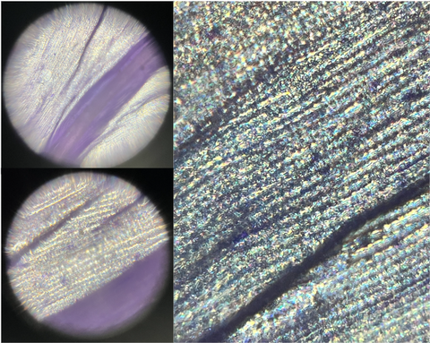 Pictures of a flower petal viewed under a Foldscope 2.0 with lines revealing depth