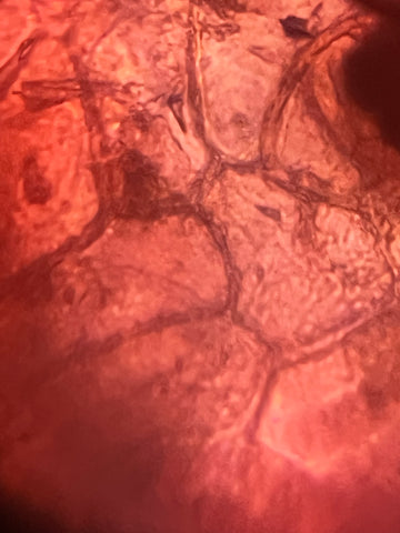 Picture of strawberry cross section viewed under a Foldscope 2.0 at 340X magnification plus 5X zoom on phone