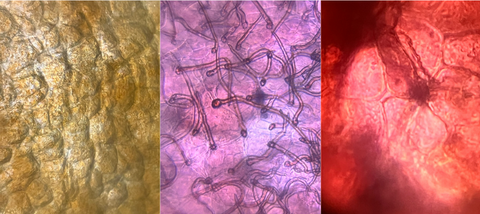 Picture of pepper, raspberry, and strawberry viewed under a Foldscope 2.0