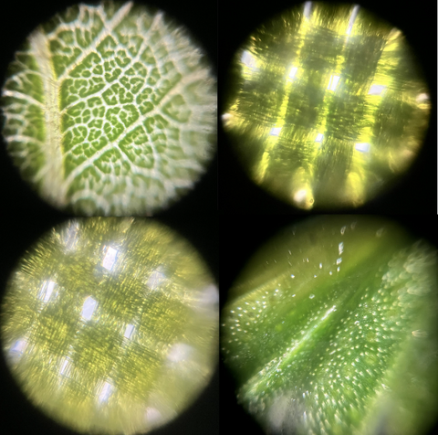 Picture of leaves (real and artificial) viewed under a Foldscope at 140X magnification