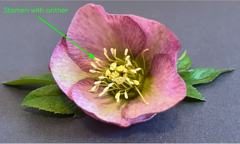 Picture of lenten rose flower
