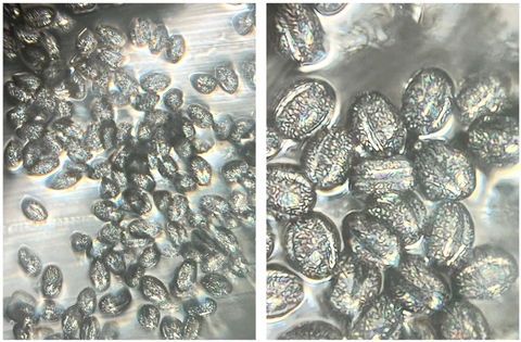 Picture of pollen viewed under a Foldscope 2.0 at 140X magnification plus 5X zoom on phone (left) and 340X magnification plus 5X zoom on phone (right)