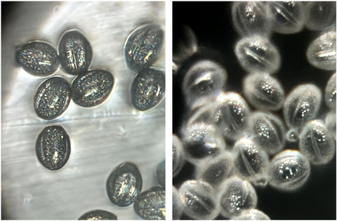 Picture of pollen viewed under a Foldscope 2.0 at 340X magnification plus 5X zoom using brightfield lighting (left) and reflective lighting (right)