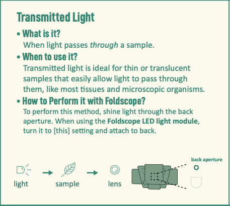 Transmitted Light