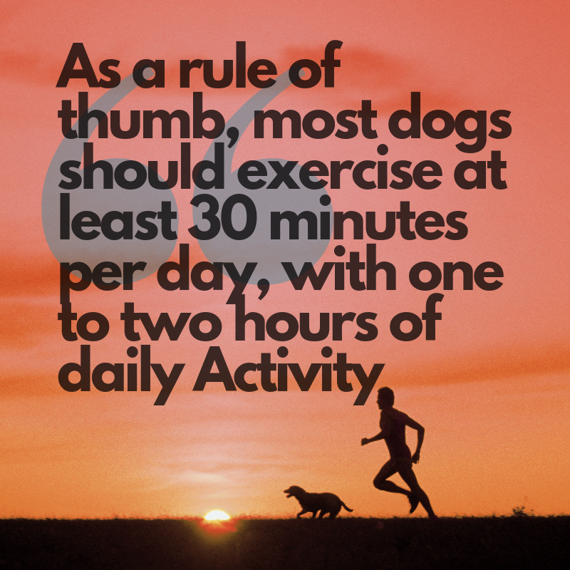how much exercise does a terrier need everyday