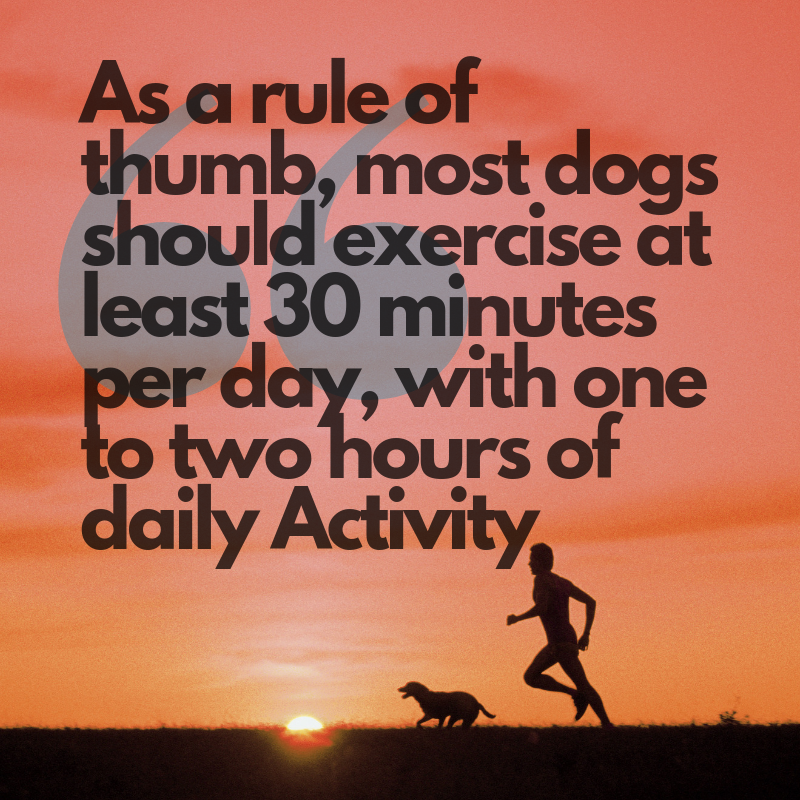 which dog needs the least exercise