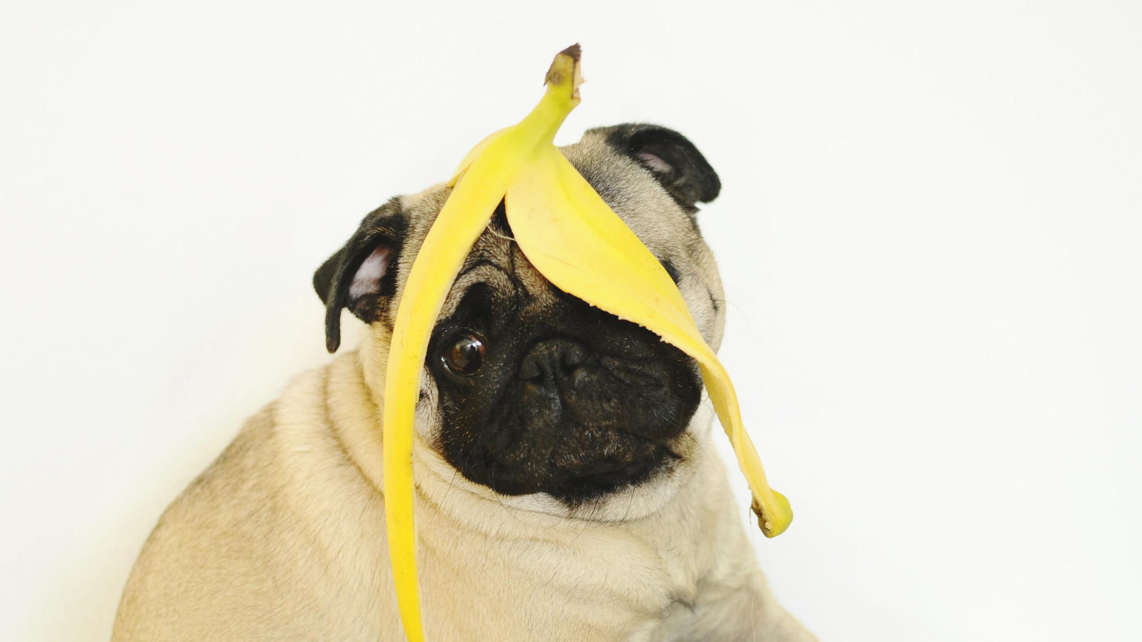 do banana peels make dogs sick