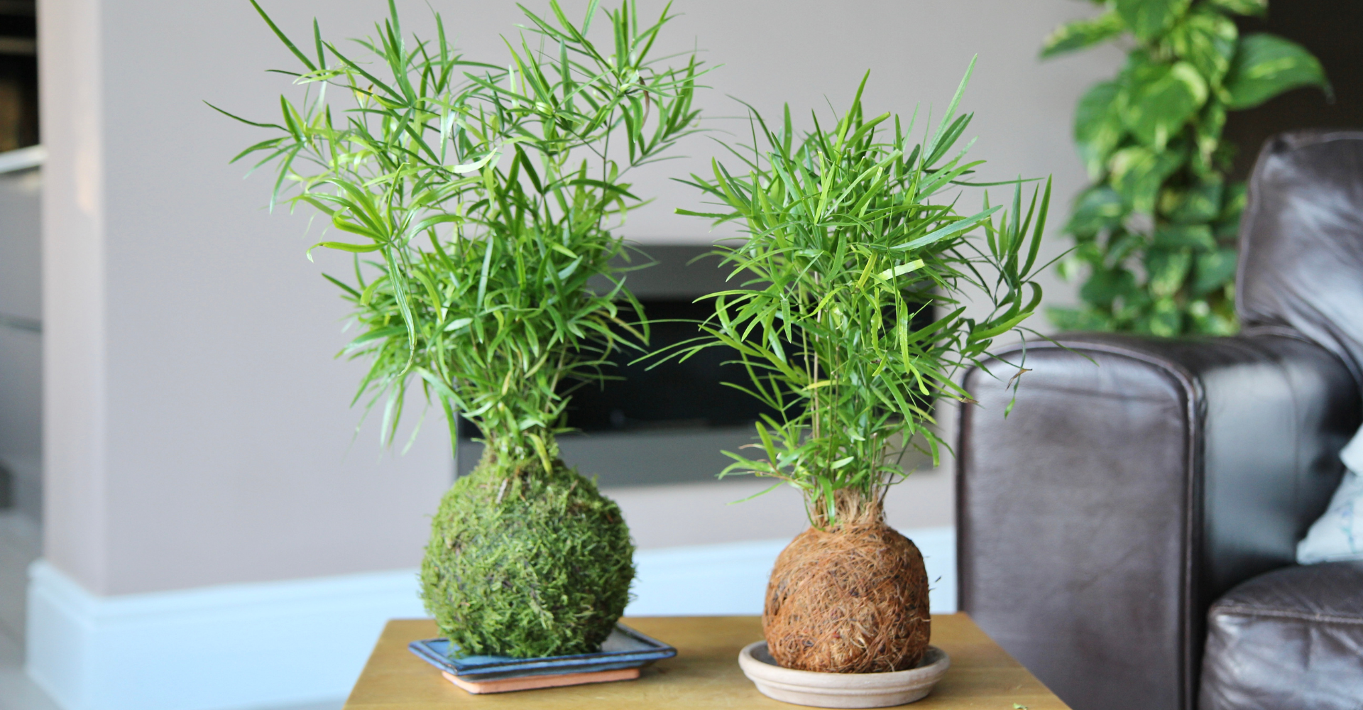 shade loving asparagus fern houseplants