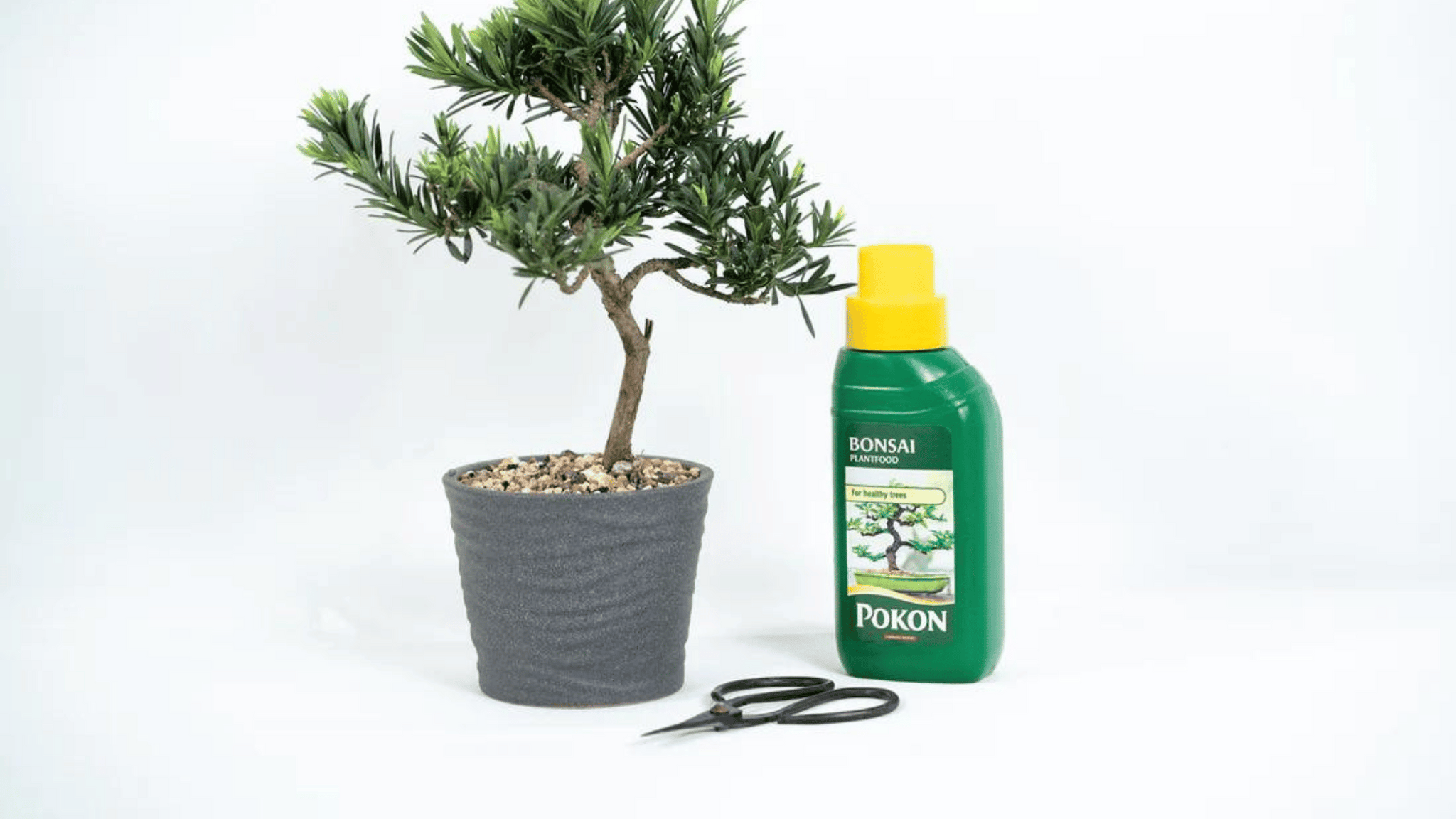 bonsai fertiliser
