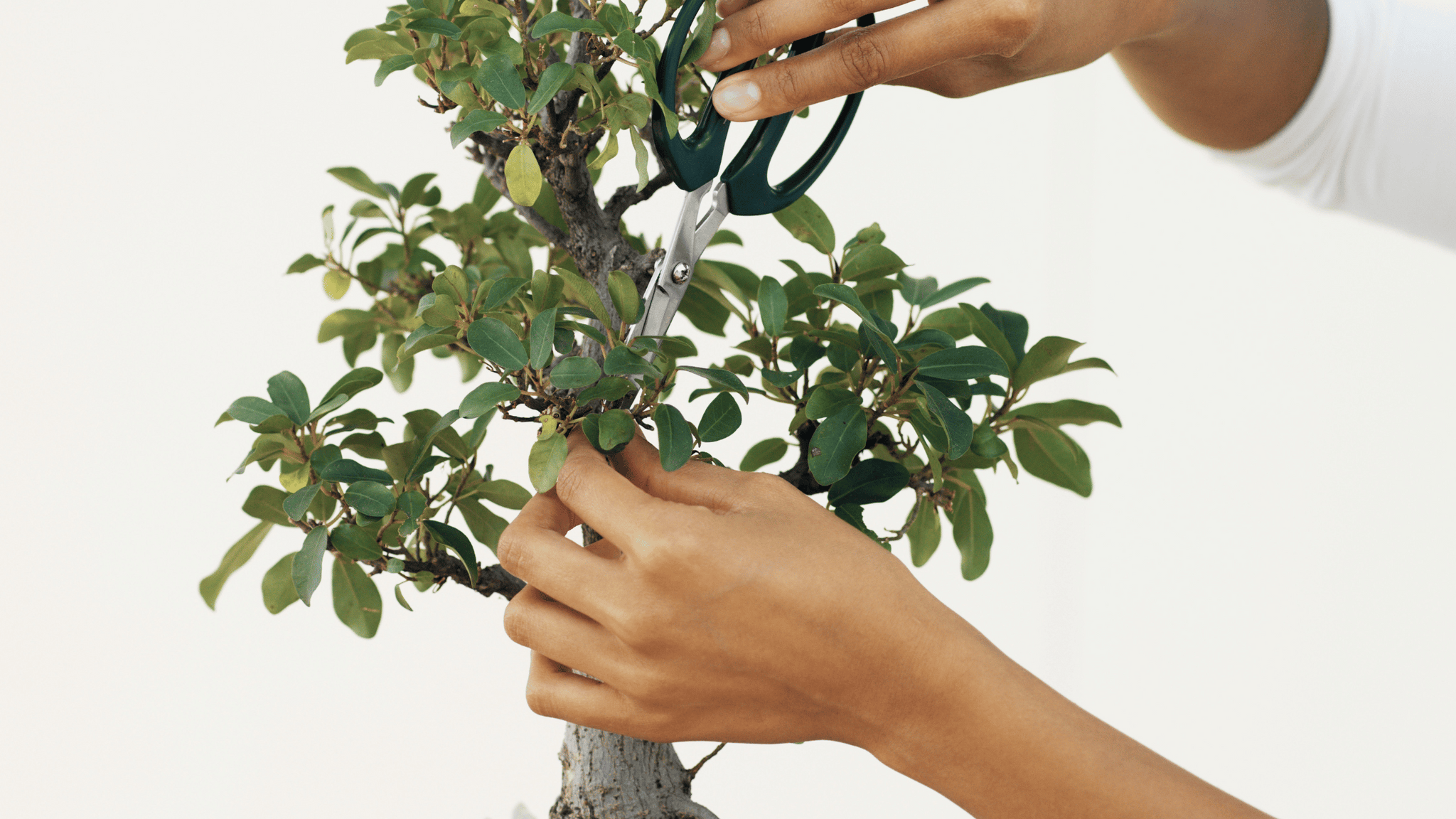 pruning bonsai tree