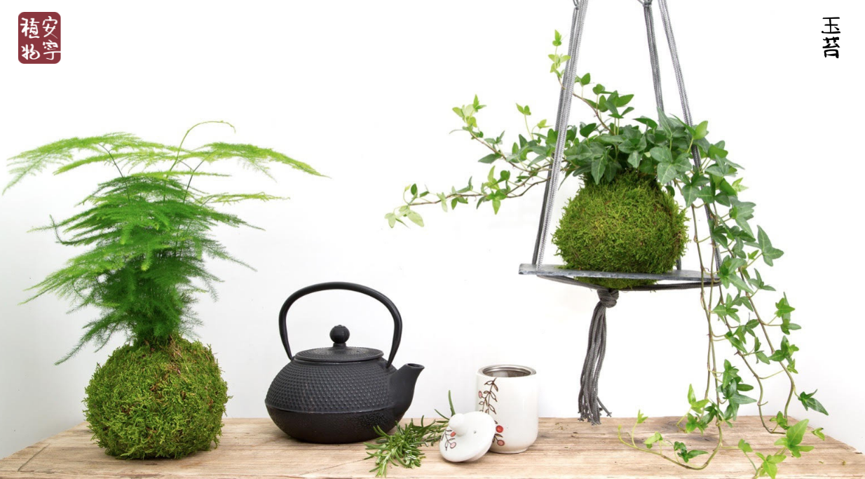Kokedamas and Bonsai Trees from the UK's number one supplier