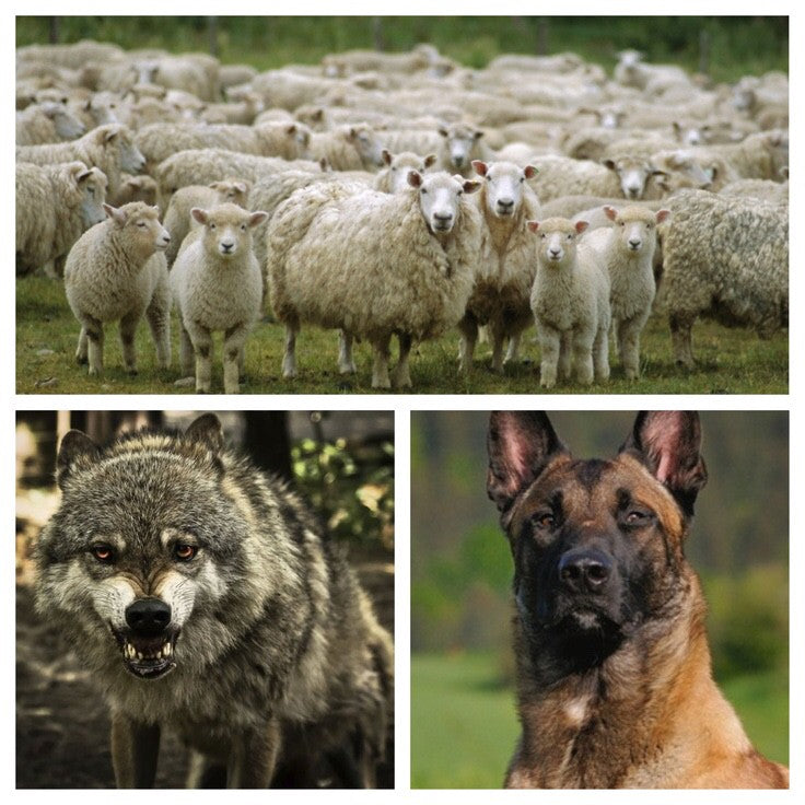 be a sheepdog