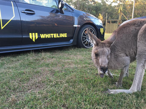 WHITELINE KANGAROO