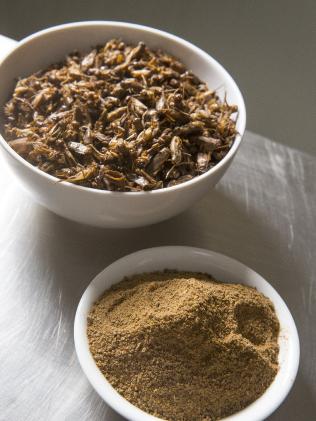 protein cricket powders bug crickets edible