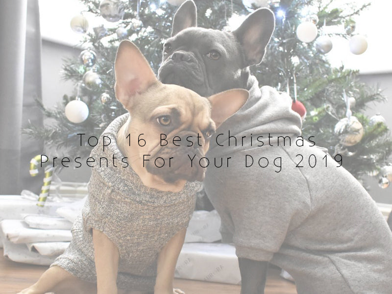 top_christmas_presents_for_your_dog_2019_800x.jpg
