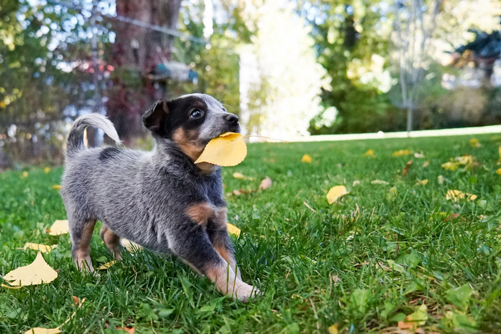 Puppy training tips for new dog owners