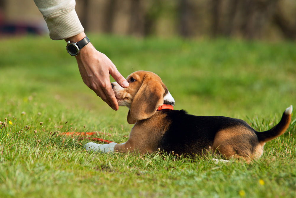 positive puppy reinforcement