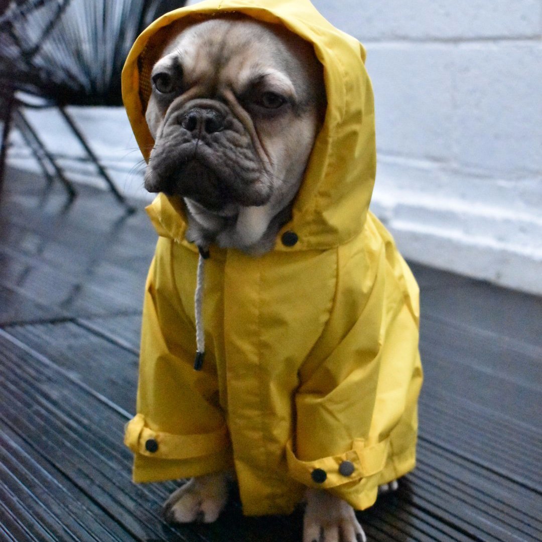 Max Bone Talon Dog Raincoat - Yellow – Aurora Pets - Designer apparel ...