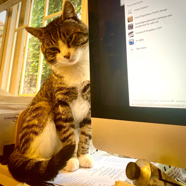 Feline Guitars office cat