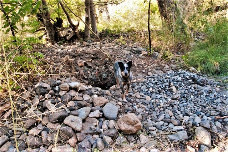 Gravel and Gold Deposits with Dog