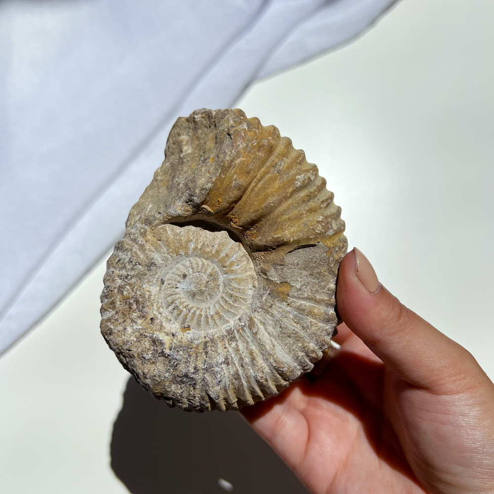 Certified Ammonite Fossil - 15 | ULUNA CRYSTALS & WELLNESS – Uluna