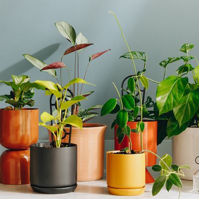 The Plant Runner - Online Store for the latest Indoor Plant Trends
