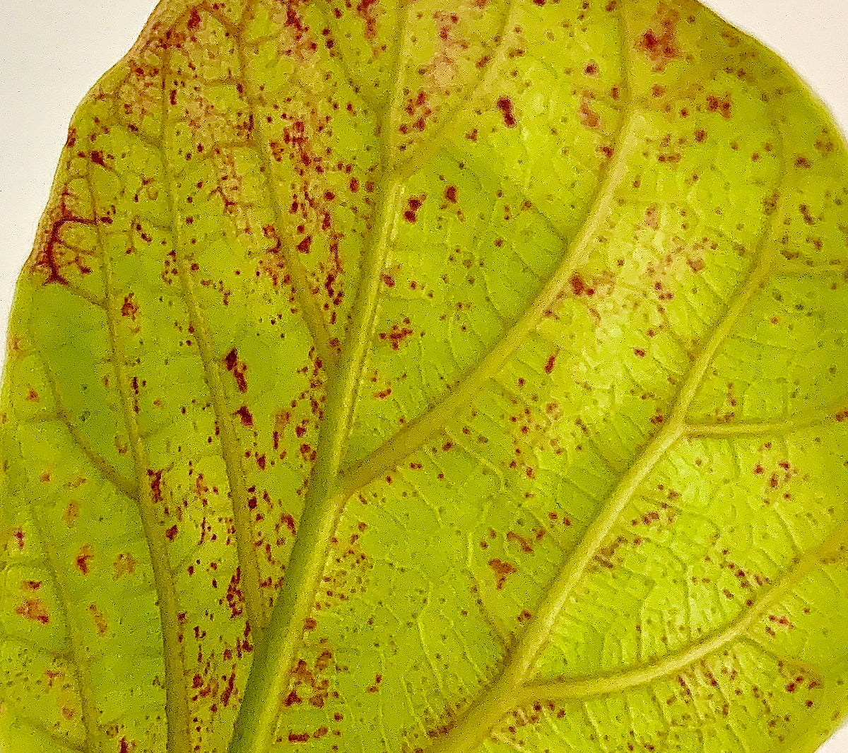 Brown Spots On Leaves - vrogue.co