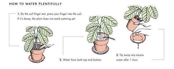 How much should I water my plant?