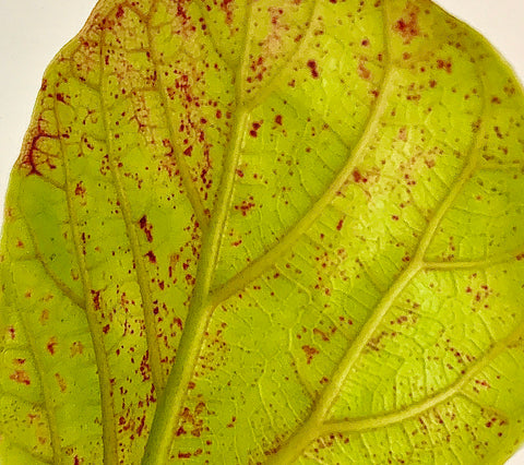 Red Spots on Your Fiddle Fig This Why – Pretty in Green