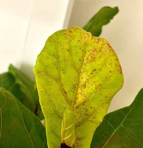 Red Spots on Your Fiddle Fig This Why – Pretty in Green