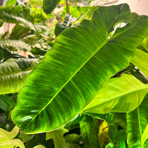 Philodendron Paraiso Verde Losing Variegation