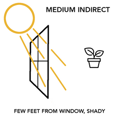Medium Indirect Light